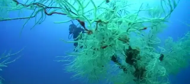 Víz alatti tengeri élővilág – PADI Dive Against Debris